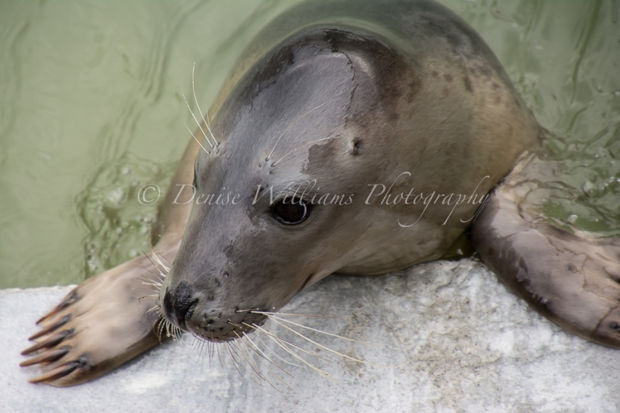A recuperating seal at Gweek Seal Sanctuary