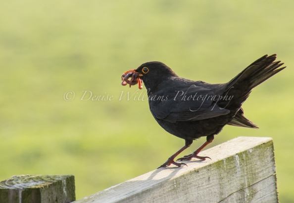Busy blackbird in the garden of our holiday let collecting food for his brood