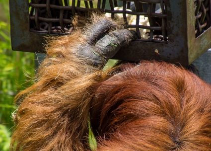 Orangutan at Perth Zoo - trying to access food from a locked box
