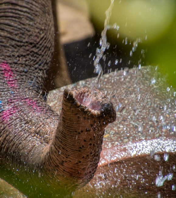 This elephant at Perth Zoo turned the water spout on and off itself
