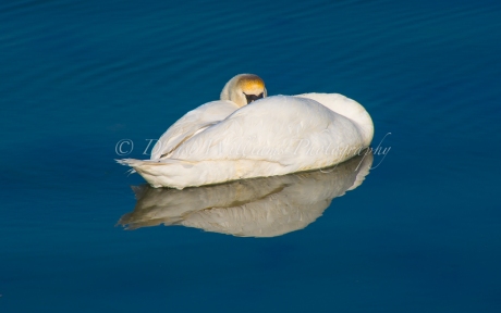 Pagham Swan