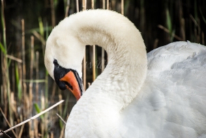 Pagham Swan