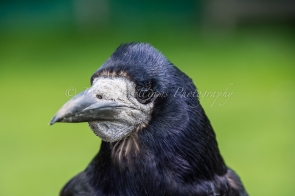 Raven at Weald & Downland Museum, Singleton, nr Chichester