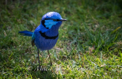 Splendid Blue Wren