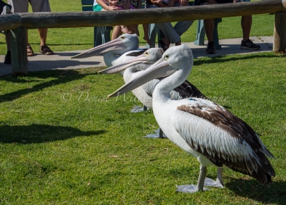 Pelican feeding at Kalbarri, Western Australia