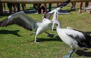 A disagreement over a fish! - Kalbarri, Western Australia