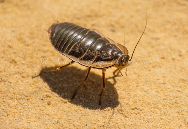 Australian bush cockroach at Kalbarri, Western Australia