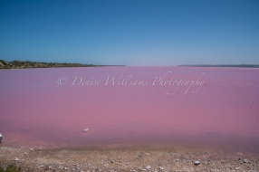 Hutt Lagoon nr Port Gregory, Western Australia