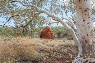 A huge termite nest at Karijini, Western Australia