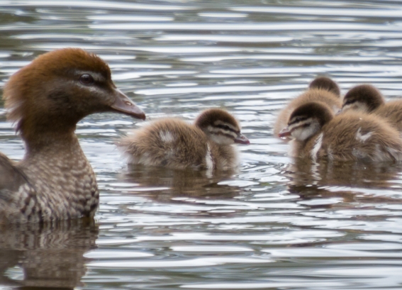 Duckling Season at Canning River Regional Park