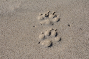 Paw prints in the sand
