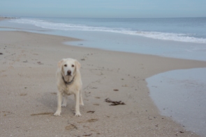 Millie at Peppermint Grove Beach