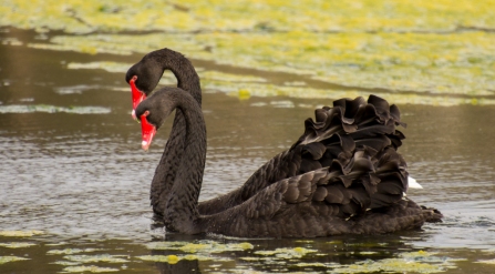 Black Swans - Malbup Bird Hide, nr Busselton