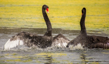 Fighting Black Swans - Malbup Bird Hide, nr Busselton
