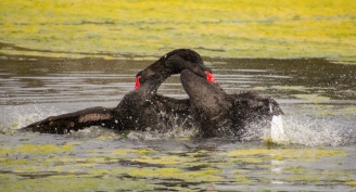 Fighting Black Swans - Malbup Bird Hide nr Busselton, WA