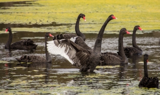 Black Swans - Malbup bird hide, nr Busselton, WA