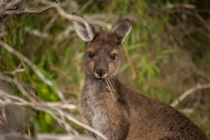 Young Grey Western kangaroo