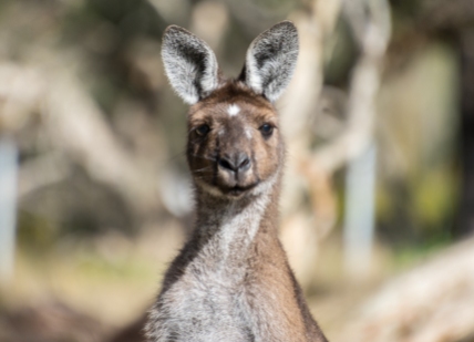 Grey Western Kangaroo
