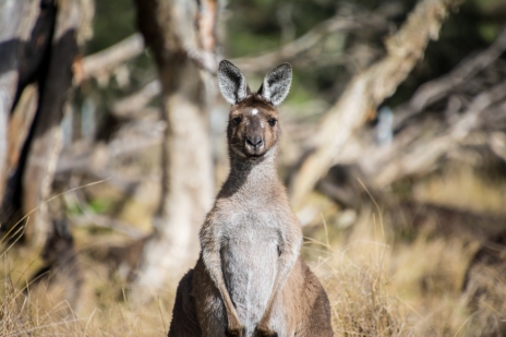 Grey Western Kangaroo
