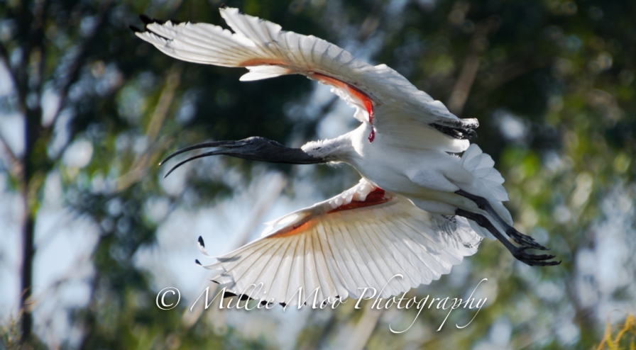 Australian White Ibis, Tomato Lake, Kewdale WA