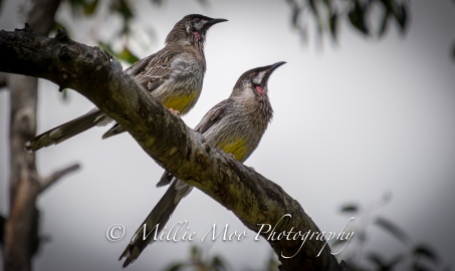 Wattle Birds at Sir Frederick Samson Park, Fremantle