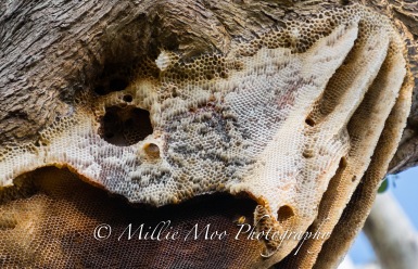 Natural bee hive at Sir Frederick Samson Park, Fremantle