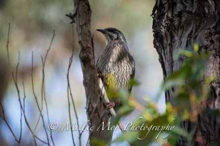 Wattle Bird at Sir Frederick Samson Park, Fremantle